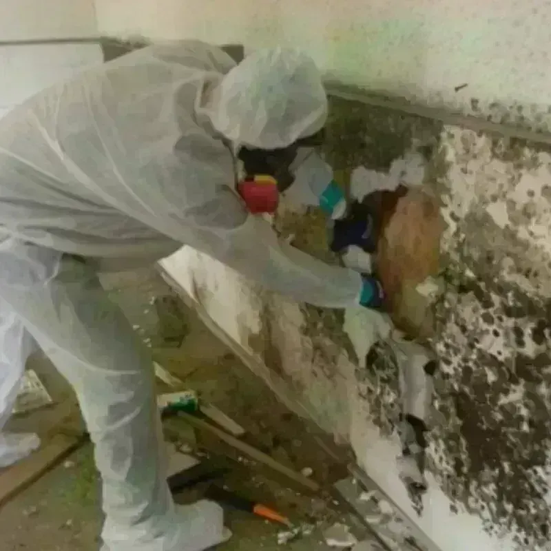 Mold Remediation and Removal in Utica, OH